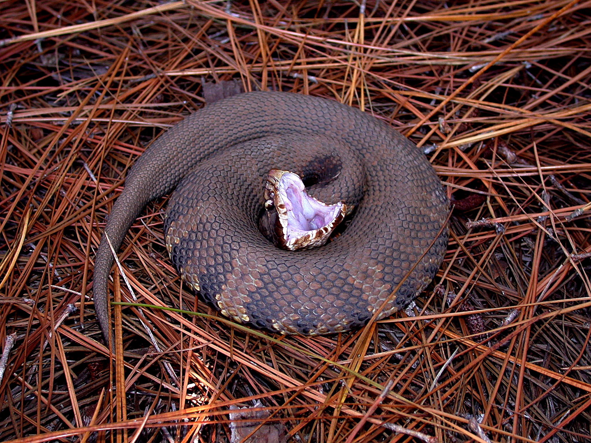 Venomous Snakes - Your Hike Guide