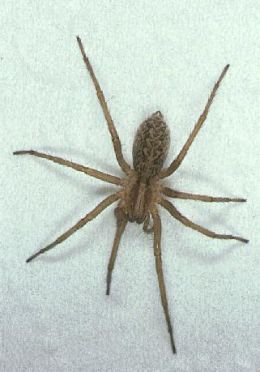 are hobo spiders poisonous